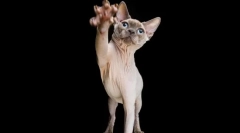 Како да се одвик на мачка урнатината позадина?